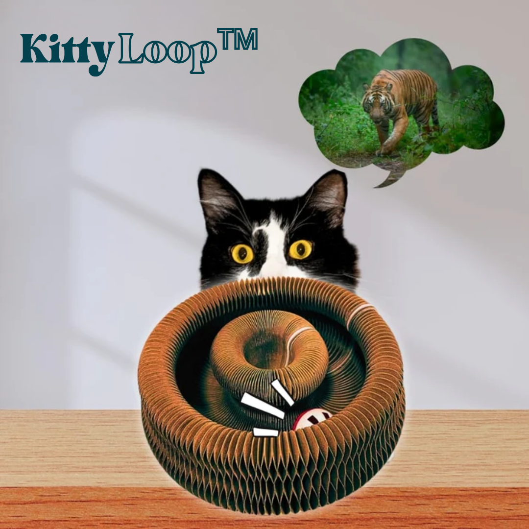 KittyLoop™ | Förvandla varje dag till ett äventyr – låt din katt leka, jaga och utforska nonstop!