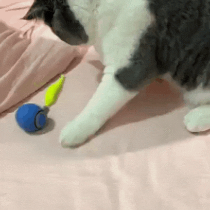 ChaseMate™ | Den ultimata kattleksaken🐾