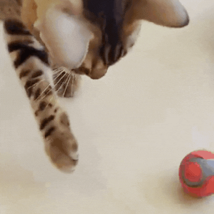 ChaseMate™ | Den ultimata kattleksaken🐾