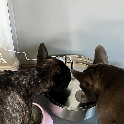 PetSip™ |💧 Över 1 000 hundar kan inte ha fel – den bästa återfuktningen för din fyrbenta vän!